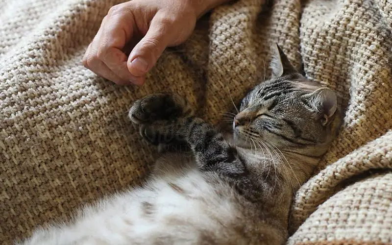 cat and blanket in lap