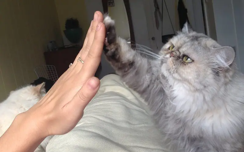 cat giving high five