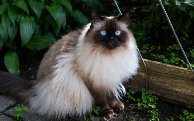 himalayan cat breed