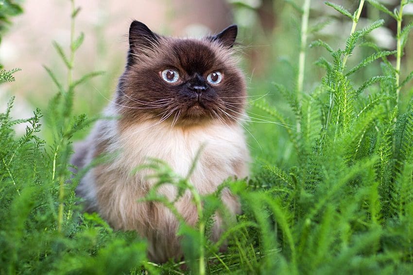 Himalayan Cat: A Gentle and Affectionate Companion