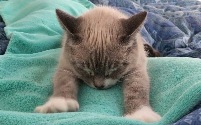 kitten kneading blanket