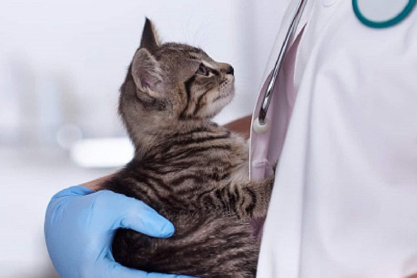 100 Outstanding Medical Names for Your Cat