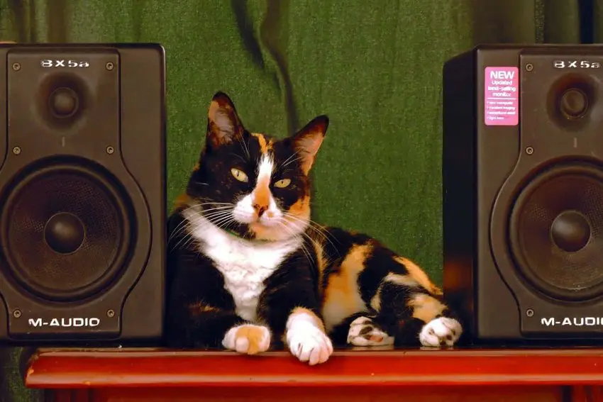 100 Sensational Music Cat Names for Your Furry Companion