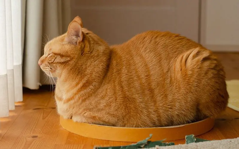 Why Do Cats Loaf Exploring The Curious Position Cats Love