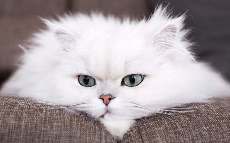 persian cat personality