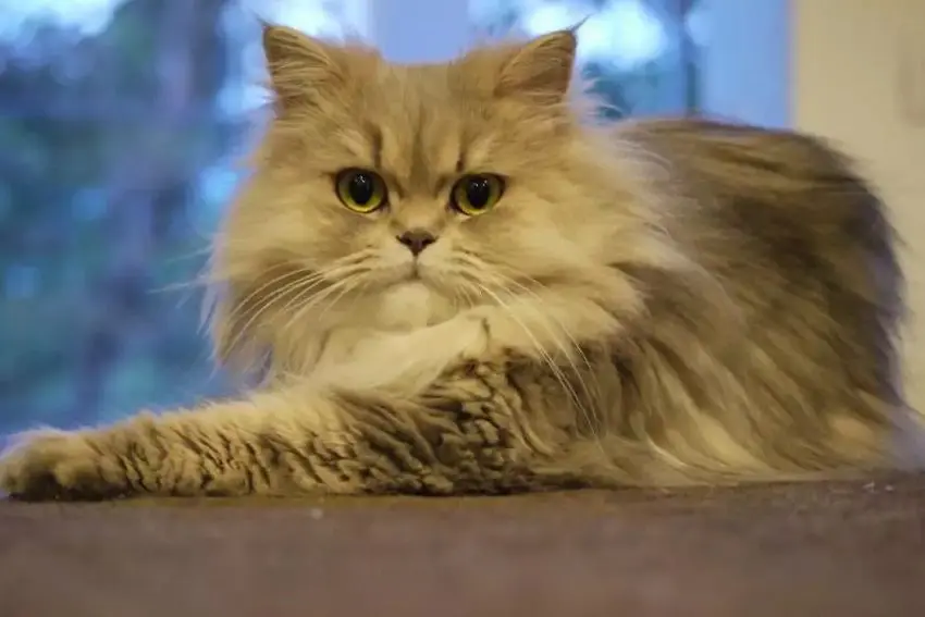 Persian Cat Breed Information And Characteristics