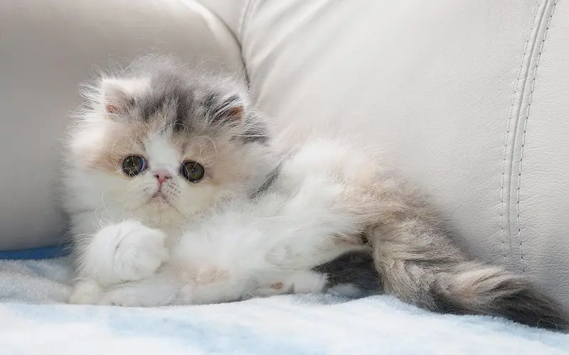 adopting a persian kitten