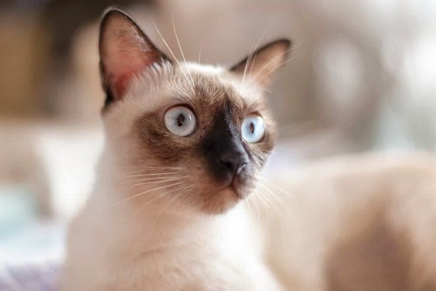 7 Most Playful Cat Breeds That Really Know How to Have Fun