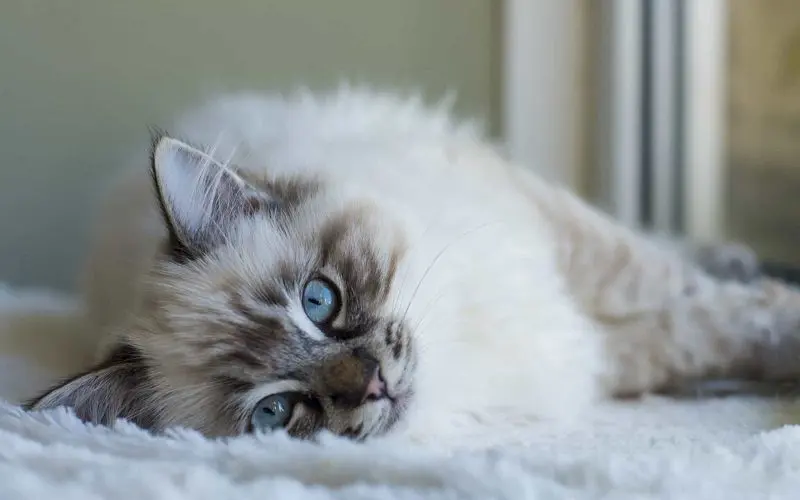 ragdoll cat care