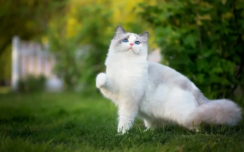 ragdoll cat personality