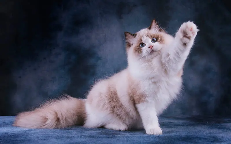 ragdoll cat characteristics 