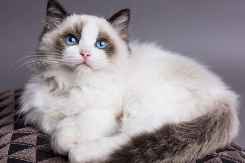 Ragdoll Cat: The Perfect Blend of Beauty and Sweetness