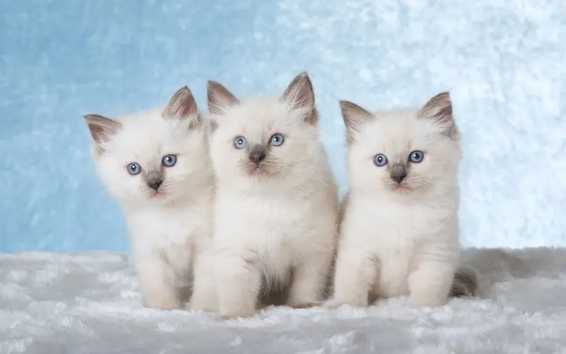 ragdoll kittens