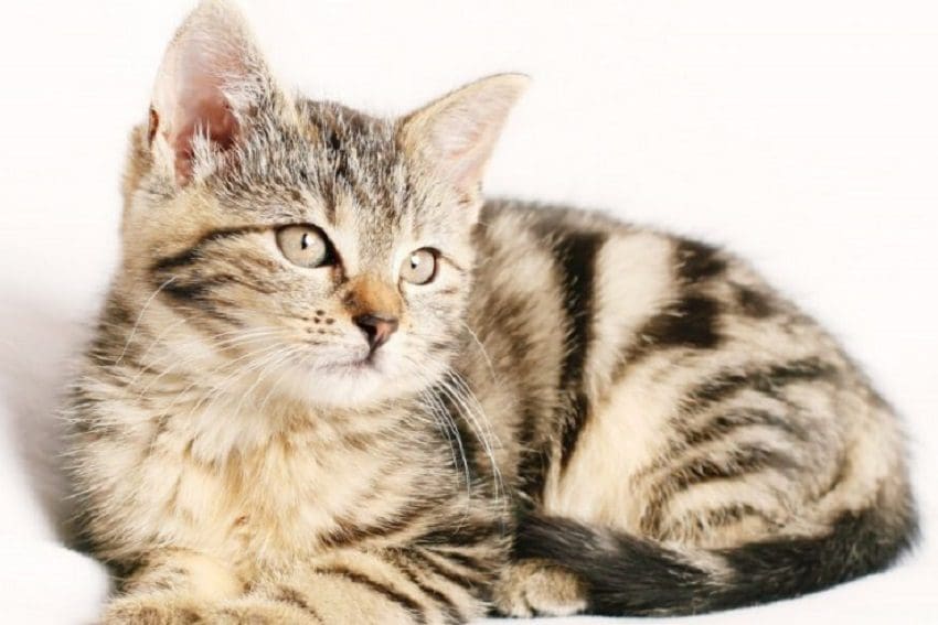10 Warning Signs That Your Cat is Sick