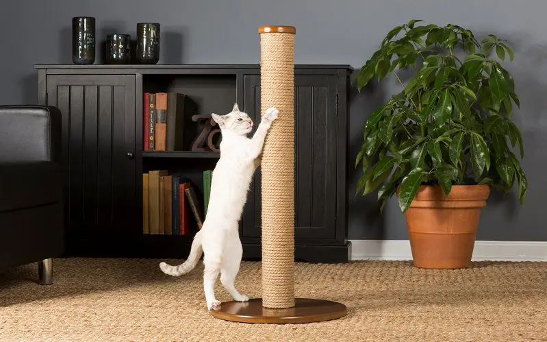 cat using a scratching post