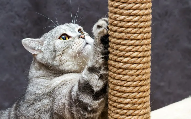 tall scratching post for cats