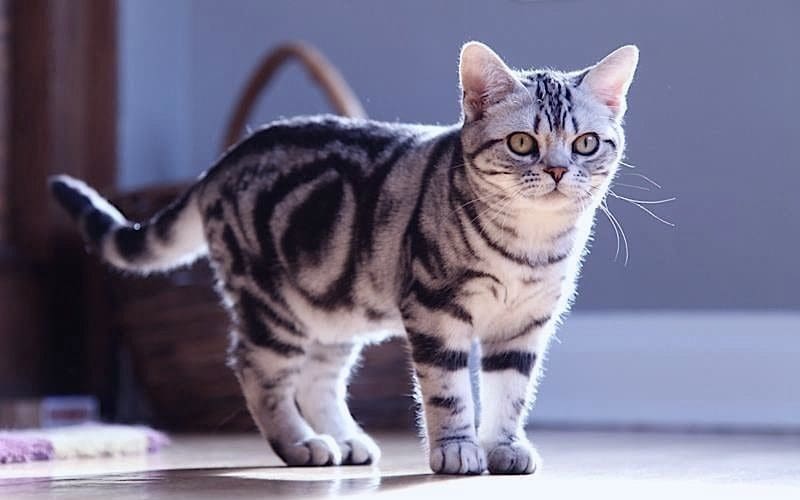 American Shorthair cat personality