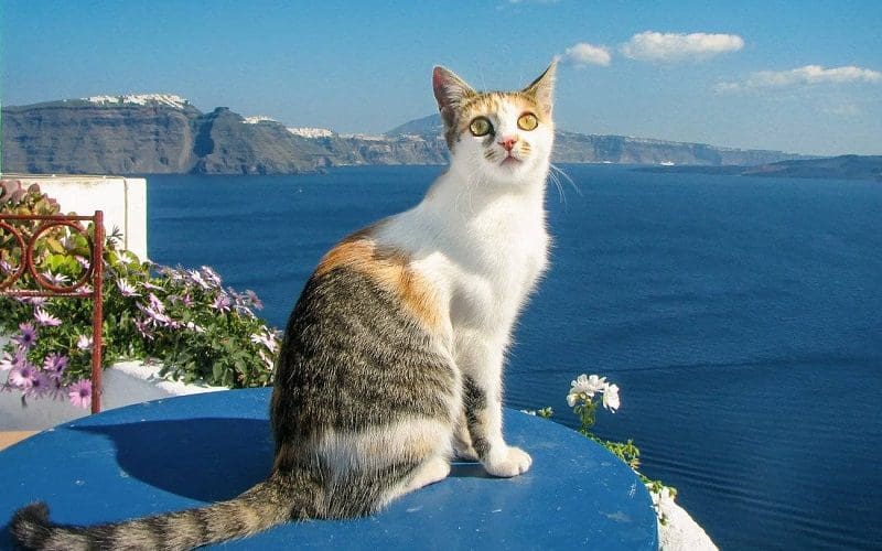 Aegean cat breed