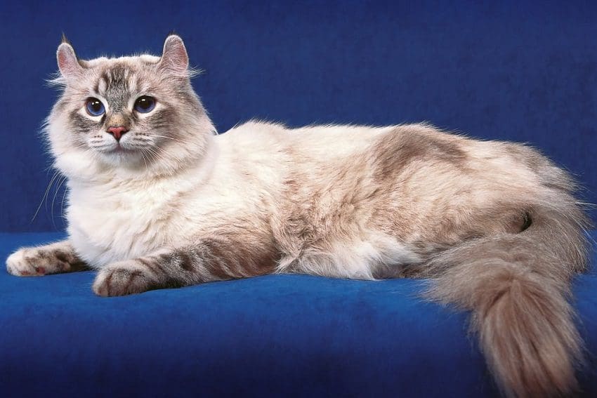 American Curl Cats: Ears and Hearts That Capture Attention