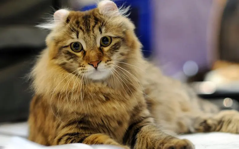 American Curl cat resting