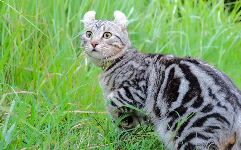 American Curl cat breed