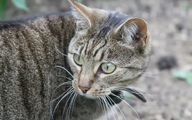 Bramble cat breed