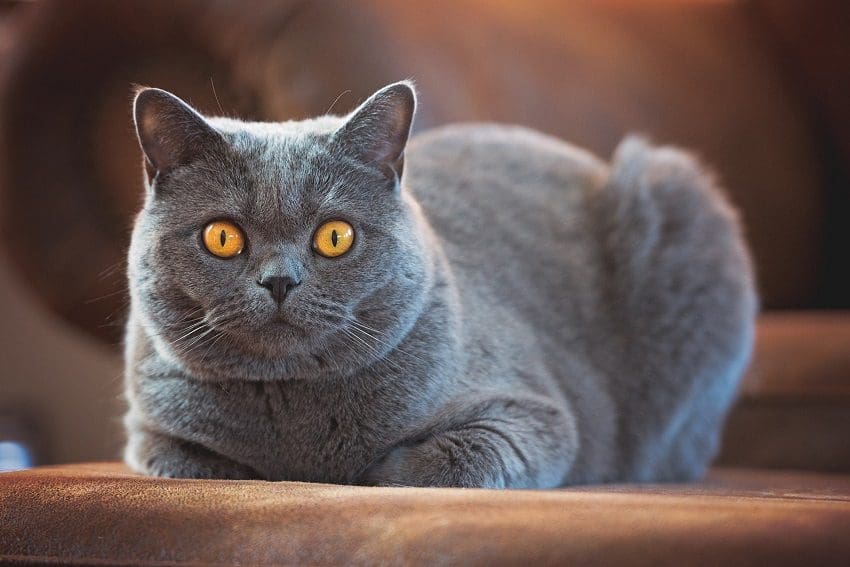 British Shorthair Cats: Traits that Make Them Unique