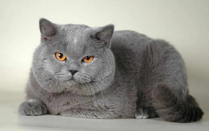 British Shorthair cat