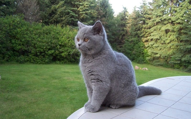 British Shorthair cat outdoor