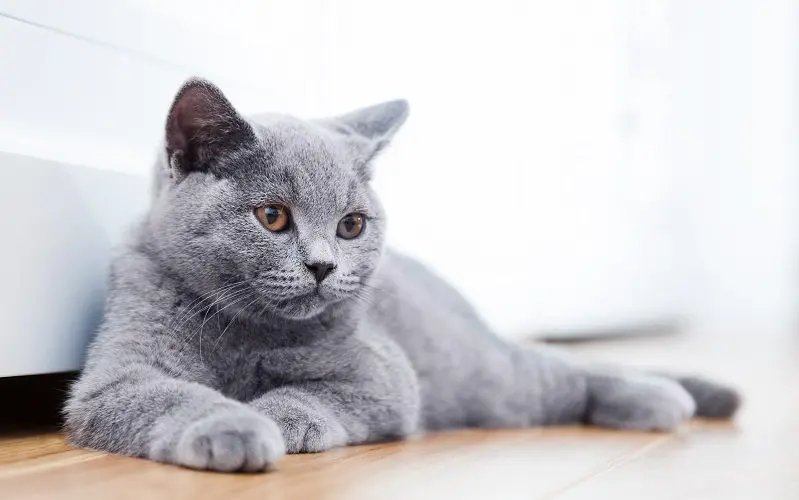 British Shorthair cat personality