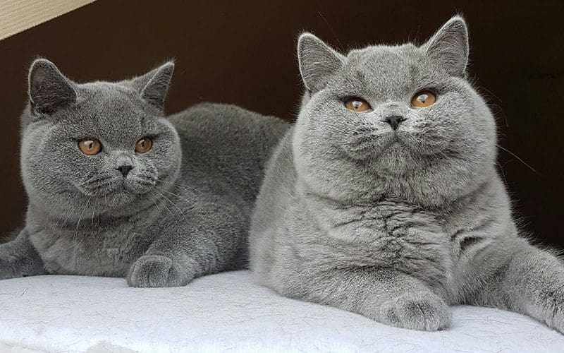 two British shorthair cats