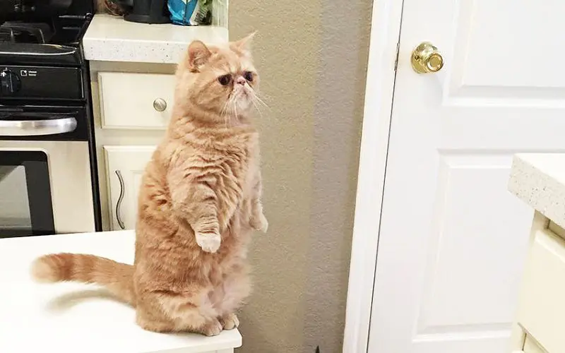 George the cat standing on hind legs