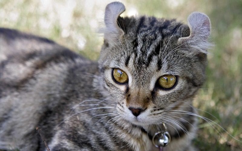 Highlander shorthair cat