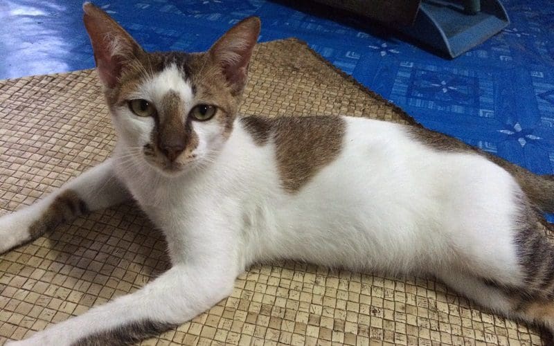 Kucing Malaysia cat