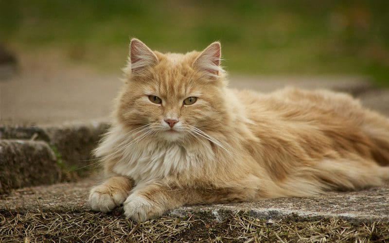 Norwegian Forest cat outdoors