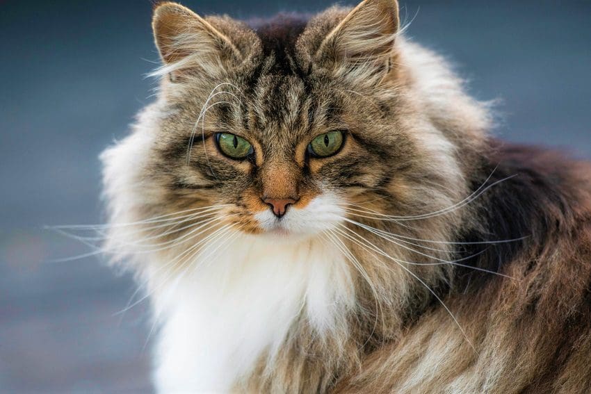 Norwegian Forest Cat: A Regal Companion with a Rich Heritage