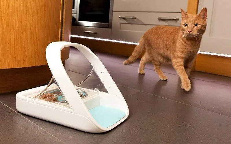 using a microchip cat feeder