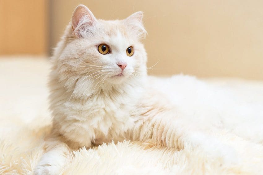 Turkish Angora Cats: Graceful Companions with a Rich History