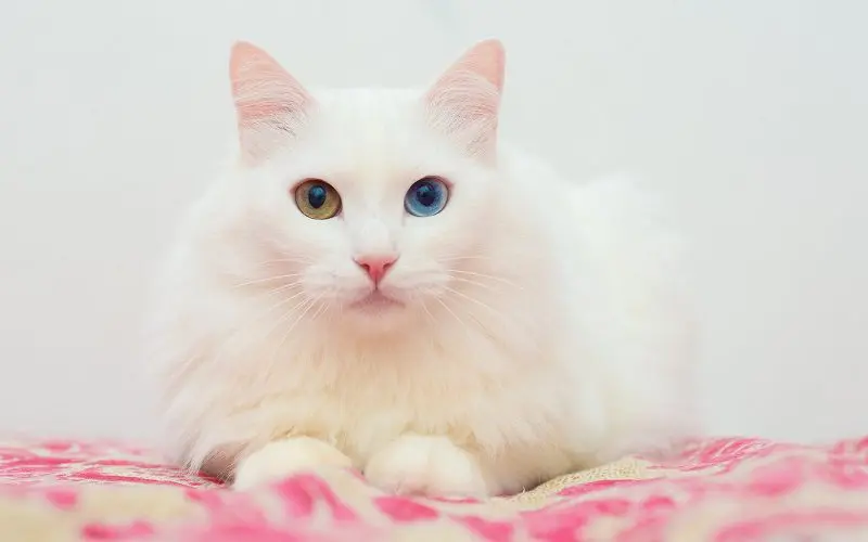 Turkish Angora cat