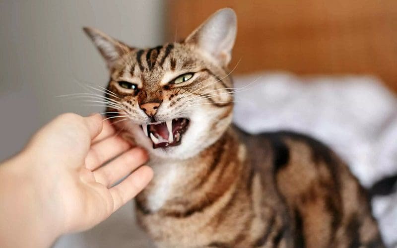 aggressive cat behavior