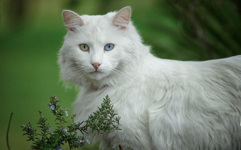 Turkish Angora cat outdoor