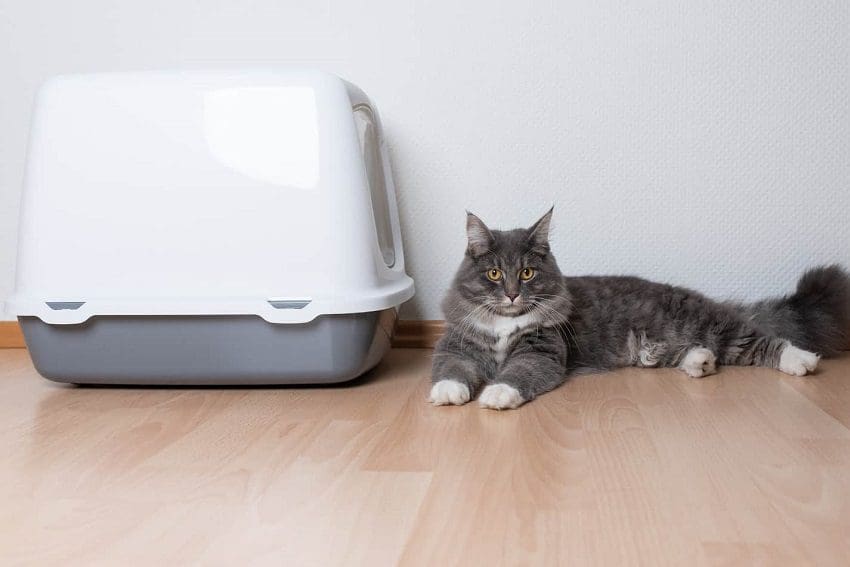 Can I Flush Cat Poop From The Litter Box?