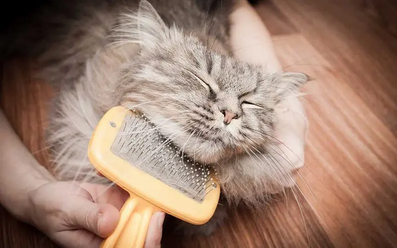 using a cat brush