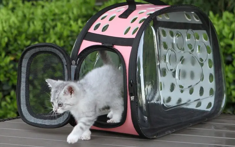 cat in the carrier