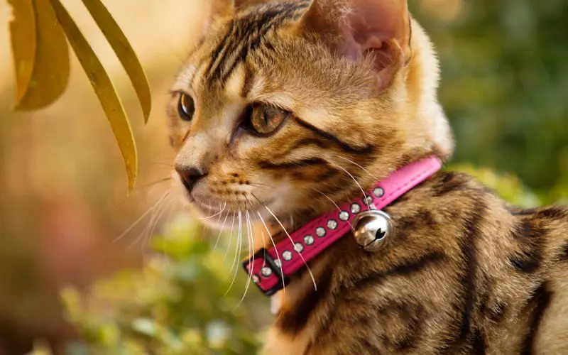 cat with collar