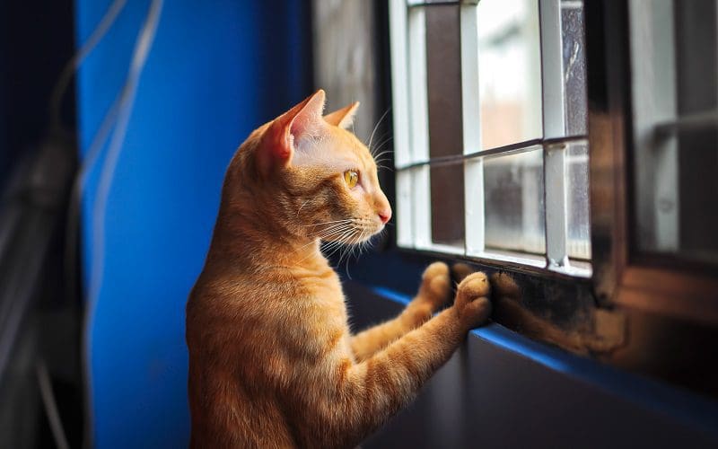 cat separation anxiety triggers