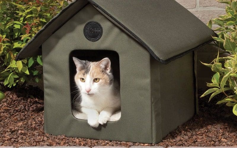 cat in a cat house