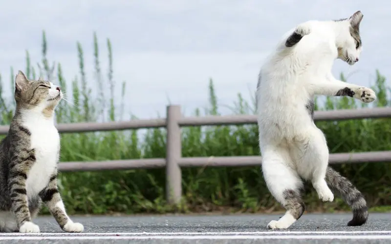 cat standing up