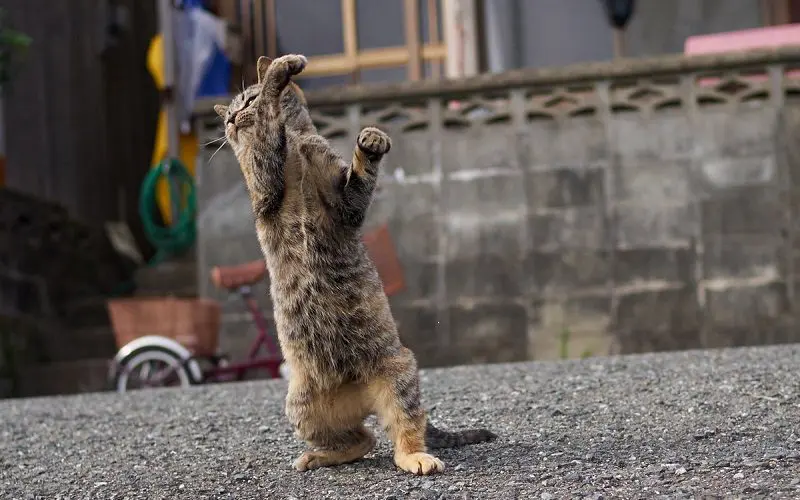 cat standing up