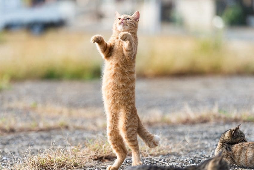 Why Is Your Cat Standing Up On Their Two Hind Legs?